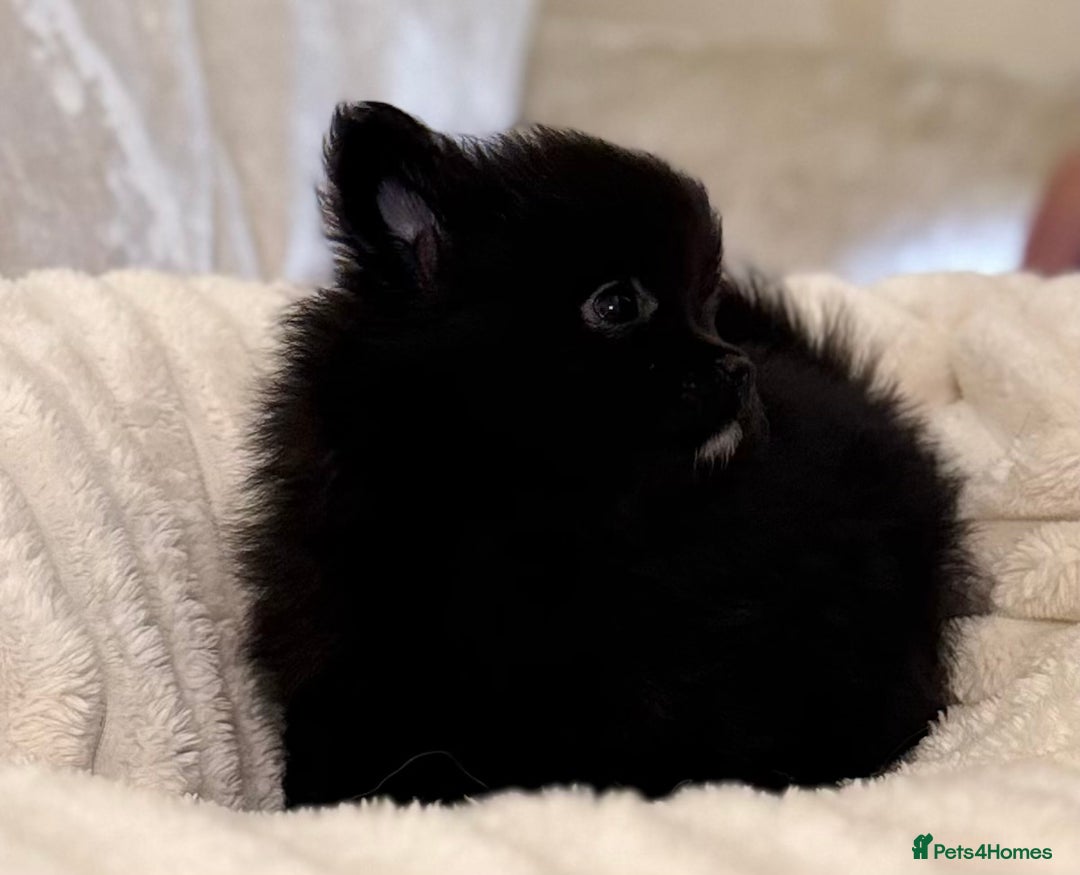 Pomeranian dogs for sale: 🐾 KC Registered Pomeranian Puppies 🐾 - Image 14