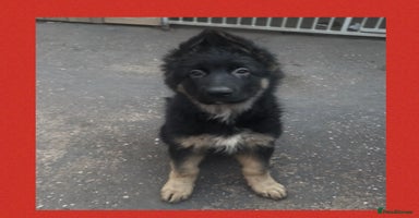 German Shepherd dogs - Advert 6