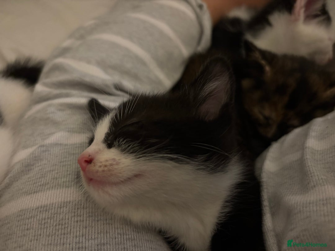 Mixed Breed cats for sale: Mixed breed kittens 8 weeks for sale  - Image 8