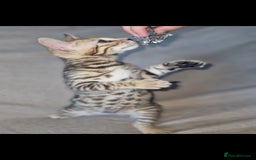 Bengal cats for sale: Stunning pure breed bengal girls - Image 9