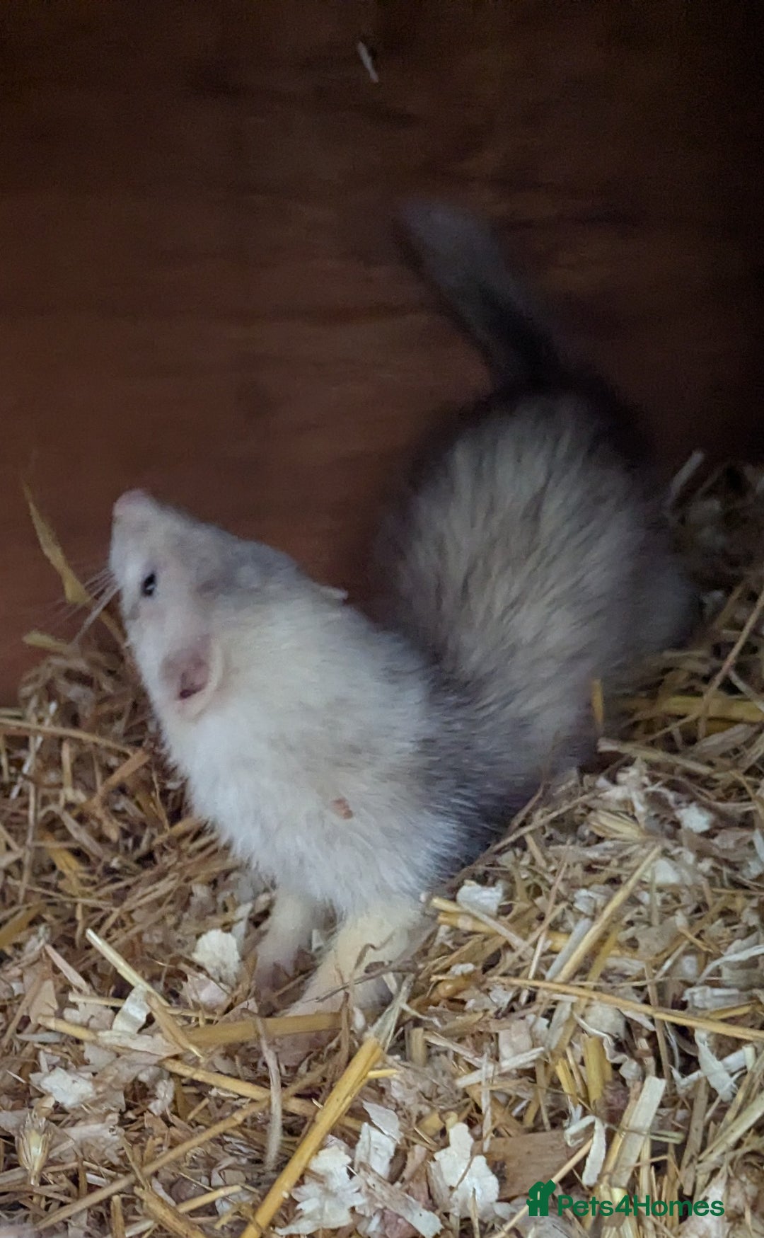 Ferret rodents for sale: Several beautiful ferrets - Advert 6