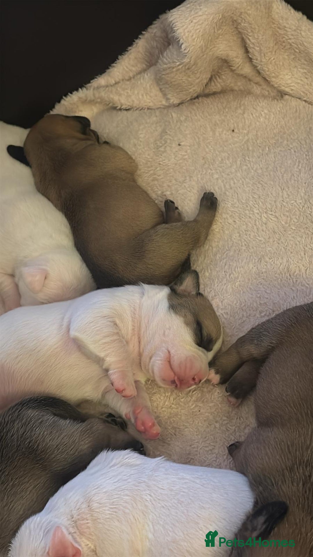 Mixed Breed dogs for sale: Bulldach Puppies - Image 5