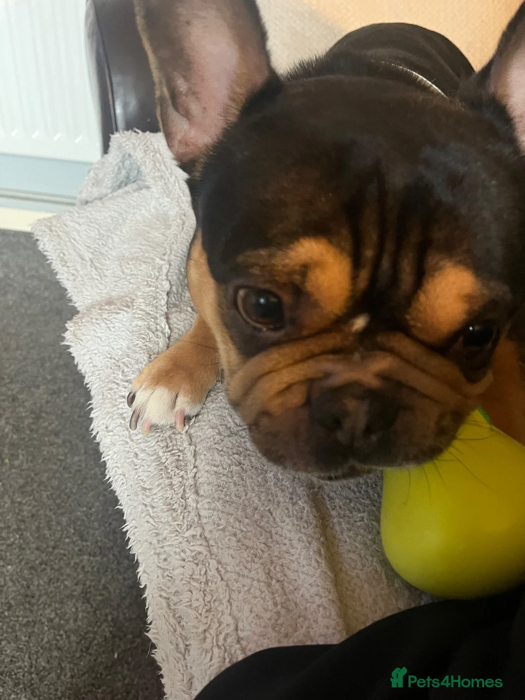 French Bulldog dogs for sale: Adorable lovable little frenchie - Advert 1