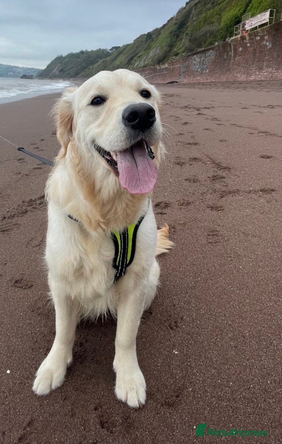 Goldador dogs for sale: 8 beautiful golden retriever x red lab puppies  - Advert 19