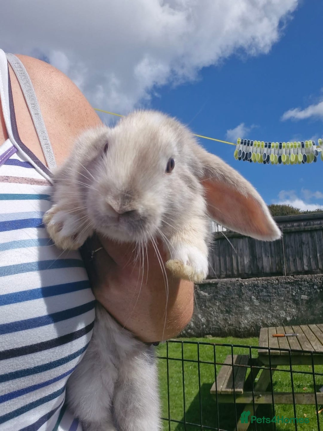 Mixed Breed rabbits for sale: Lop eared rabbits  - Image 5