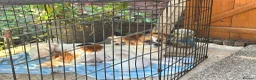 Jack Chi dogs for sale: 4 Beautiful pups - Advert 1