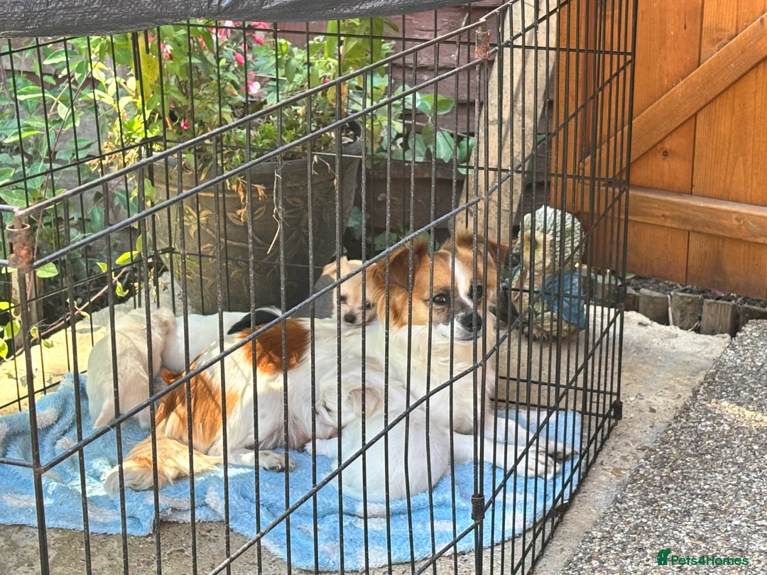Jack Chi dogs for sale: 4 Beautiful pups - Advert 1