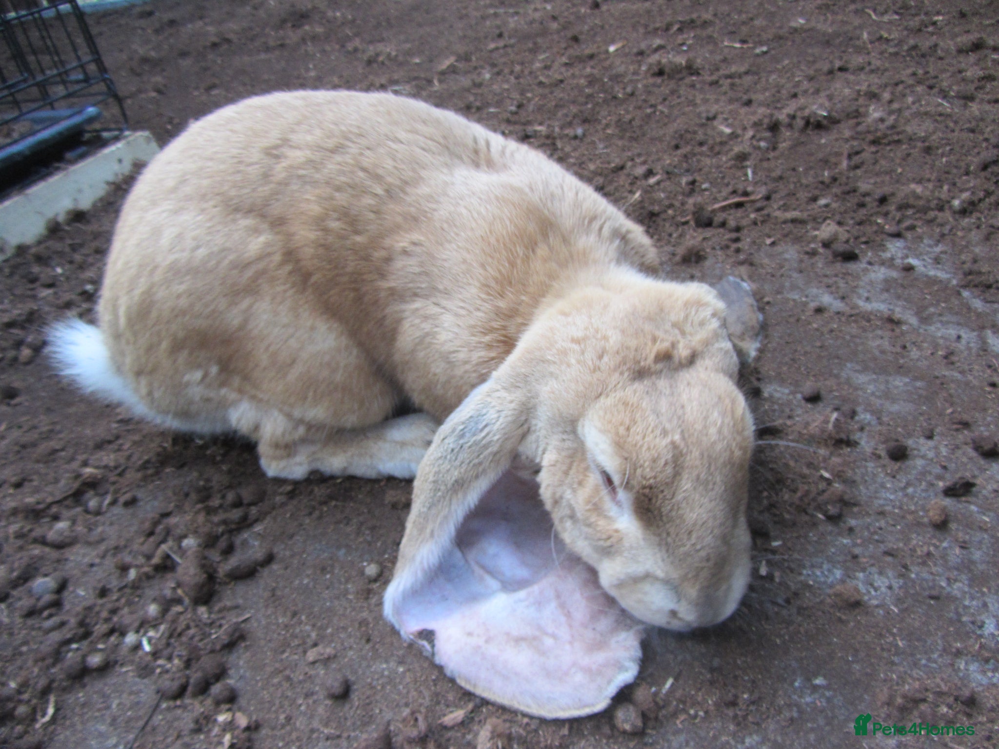English Lop rabbits ENGLISH LOP (PURE BRED) - Advert 13