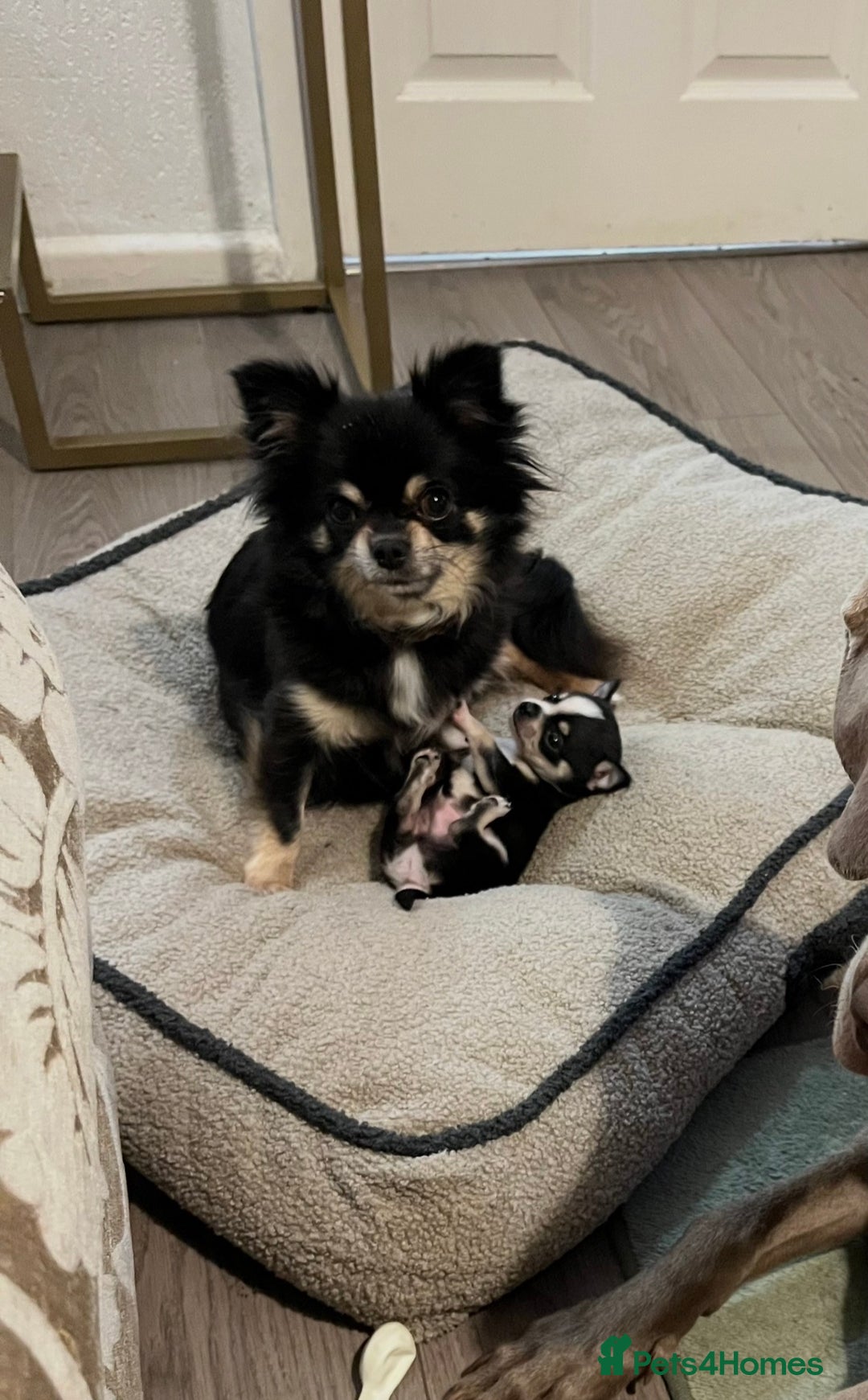 Chihuahua dogs for sale: Tiny chihuahua puppy - Advert 1