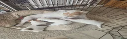 Jack Russell dogs for sale: Jack Russell puppies 🐶  - Advert 13