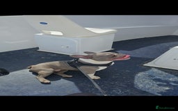 French Bulldog dogs for sale: 🐾 Loving Dog Looking for His Forever Home 🐾 - Image 5