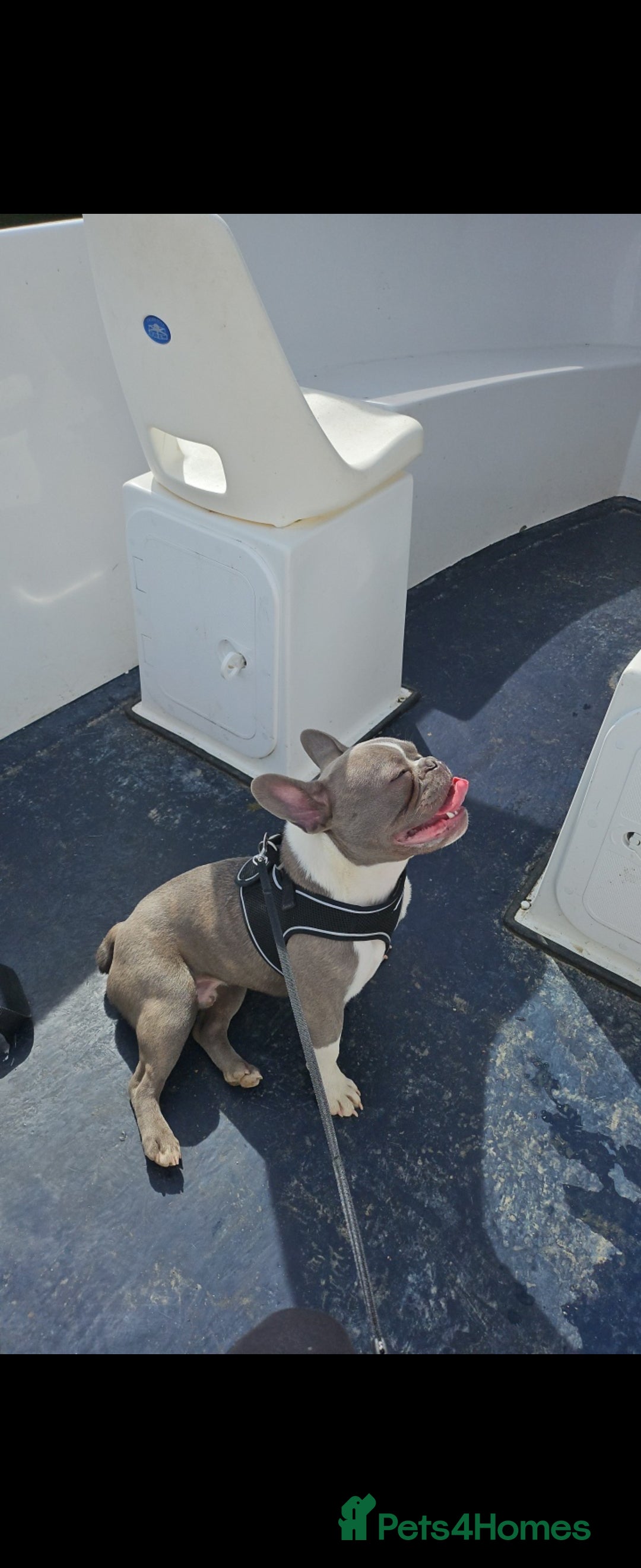 French Bulldog dogs for sale: 🐾 Loving Dog Looking for His Forever Home 🐾 - Image 5