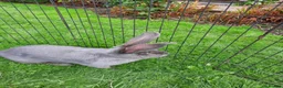 Continental Giant rabbits for sale: Beautiful Pure Giant Continentals Babies - Advert 16
