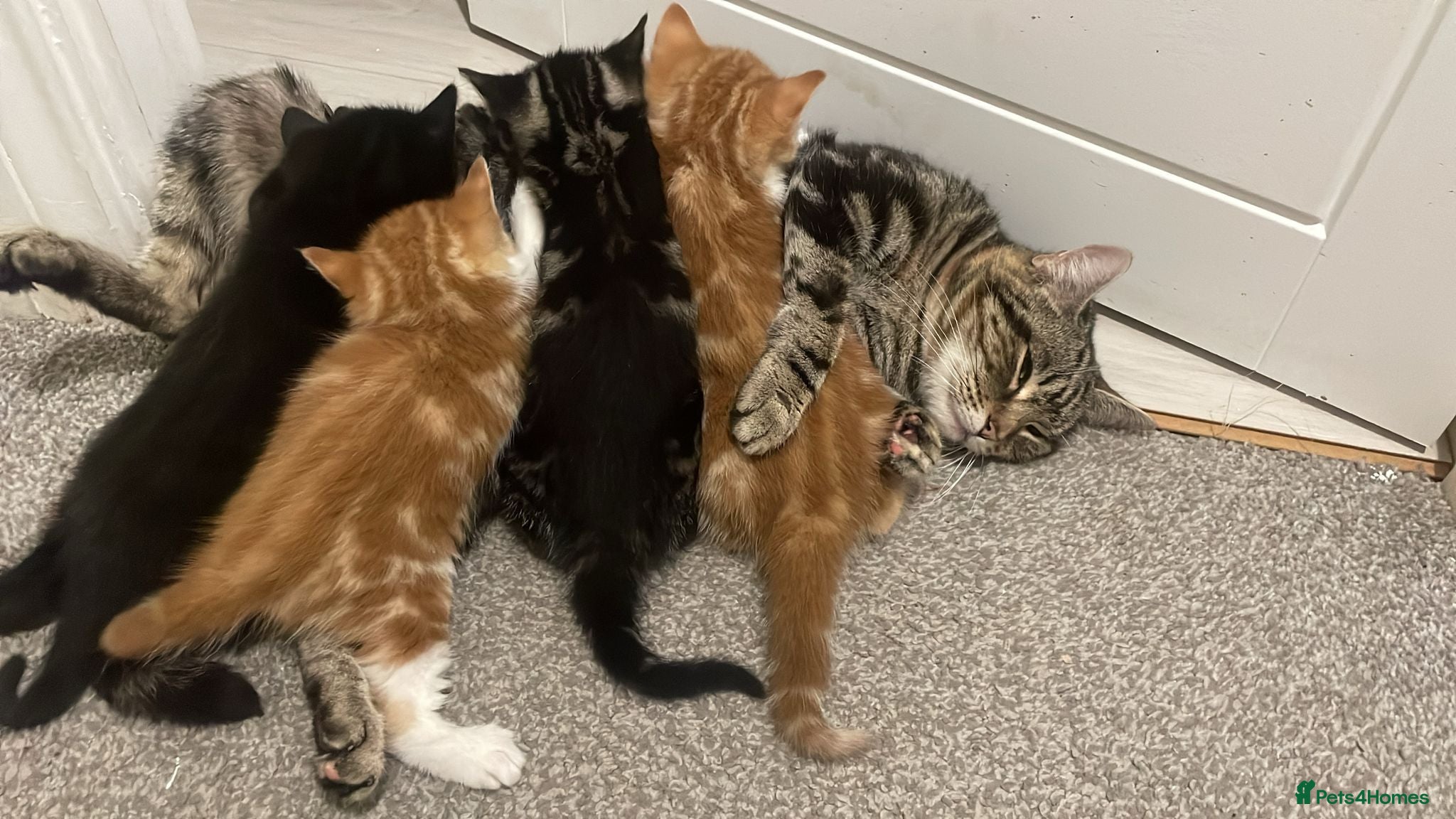 Mixed Breed cats 4 Kittens available - Advert 1