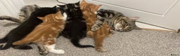 Mixed Breed cats for sale: 4 Kittens available - Advert 1