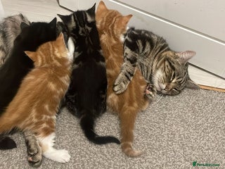 Mixed Breed cats 4 Kittens available - Advert 2