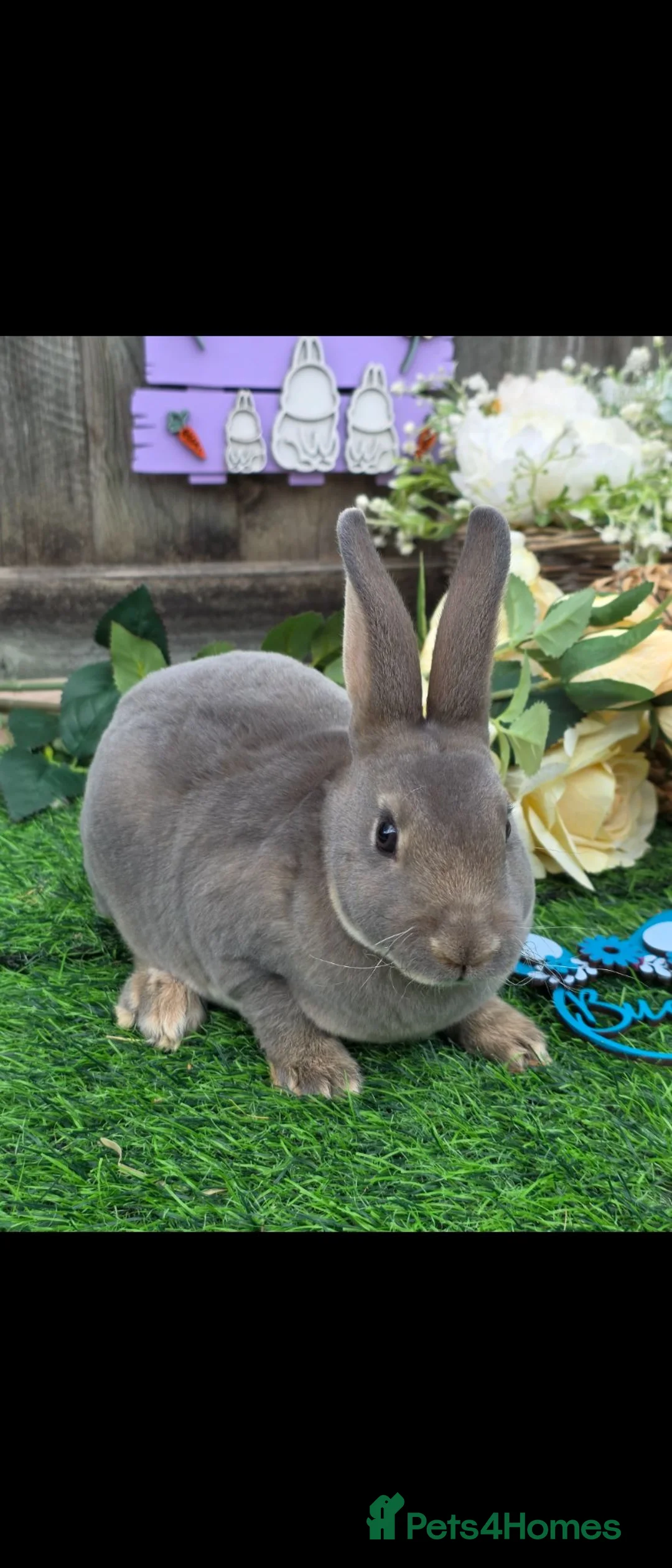 Rex rabbits for sale: Opal Mini Rex Buck For Reserve  - Advert 4