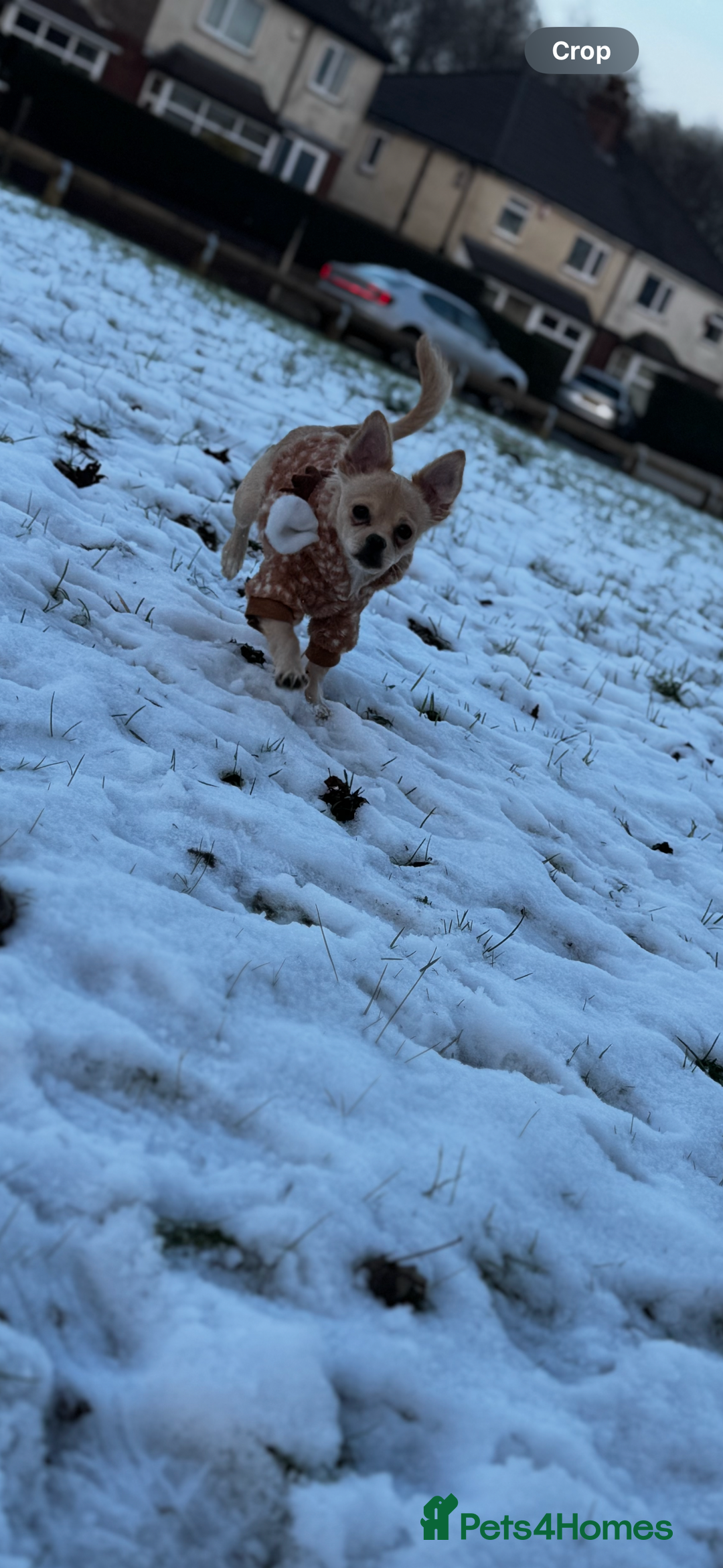 Chihuahua dogs for sale: Coco looking for home - Image 9
