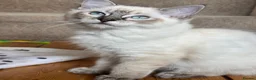 Ragdoll cats for sale: Ragdoll pair - Advert 5