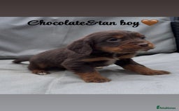 Cocker Spaniel dogs for sale: Cocker spaniel puppies for sale - Image 7