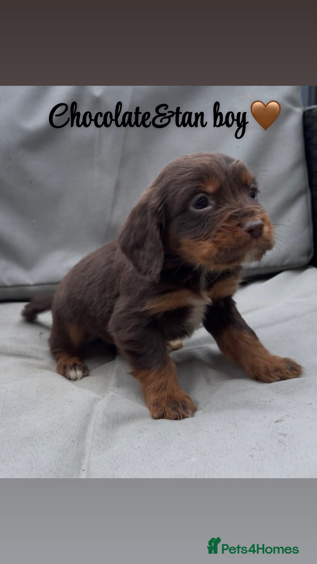 Cocker Spaniel dogs for sale: Cocker spaniel puppies for sale - Image 7
