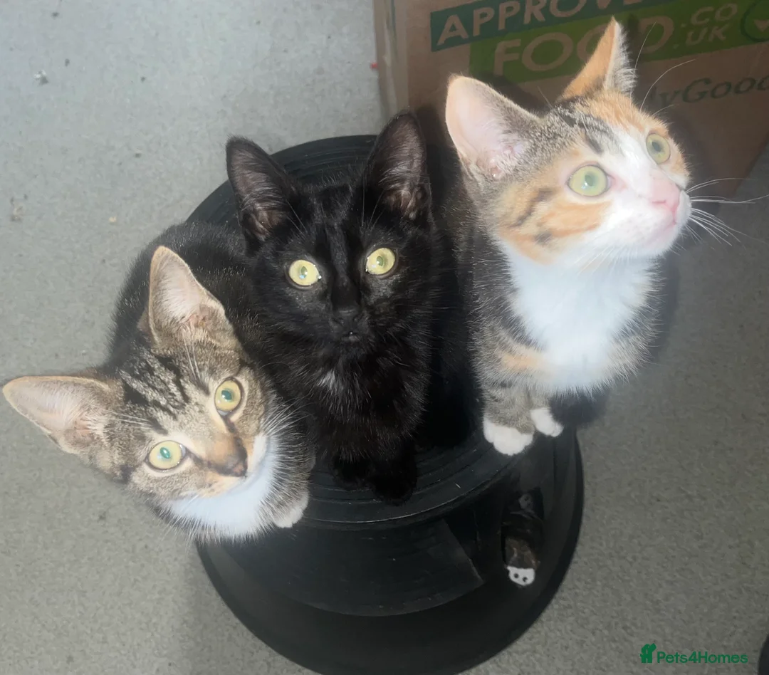 Mixed Breed cats for sale: 3 kittens in Hemel Hempstead - Advert 2
