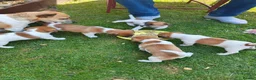 Jack Russell dogs for sale: Jack Russell 4 Sale - Advert 7