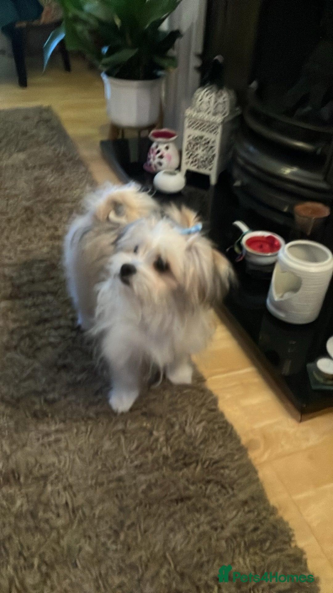 Mixed Breed dogs Malti-Pom Puppies - £1200 - 3 Left - Advert 10