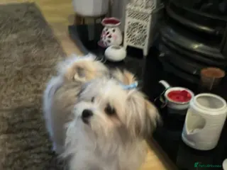 Mixed Breed dogs Malti-Pom Puppies - £1200 - 3 Left - Advert 10