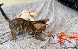 Bengal cats for sale: OUTSTANDING TICA reg BENGALKITTENS - Image 6