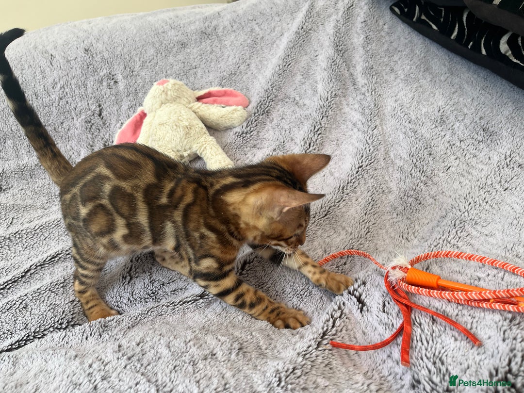 Bengal cats for sale: OUTSTANDING TICA reg BENGALKITTENS - Image 6