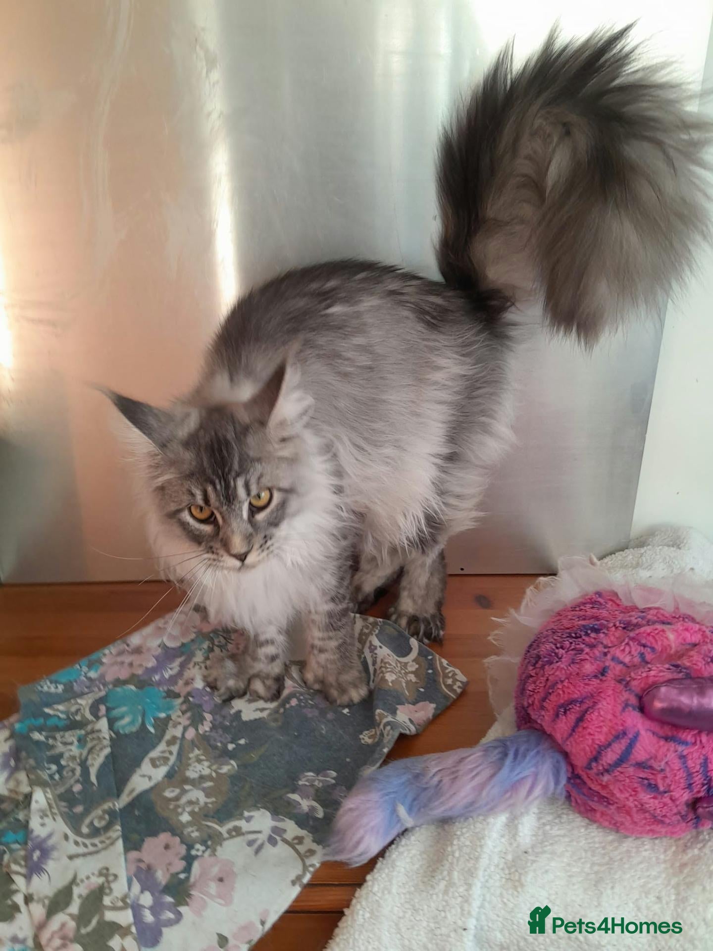 Maine Coon cats black silver/smoke TICA 3G boy&girl maine coon - Advert 1