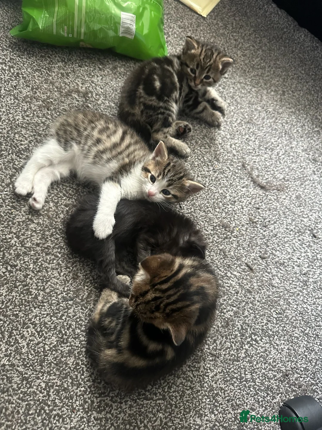 Mixed Breed cats for sale: 3 girls 1 boy kittens for sale  - Advert 13