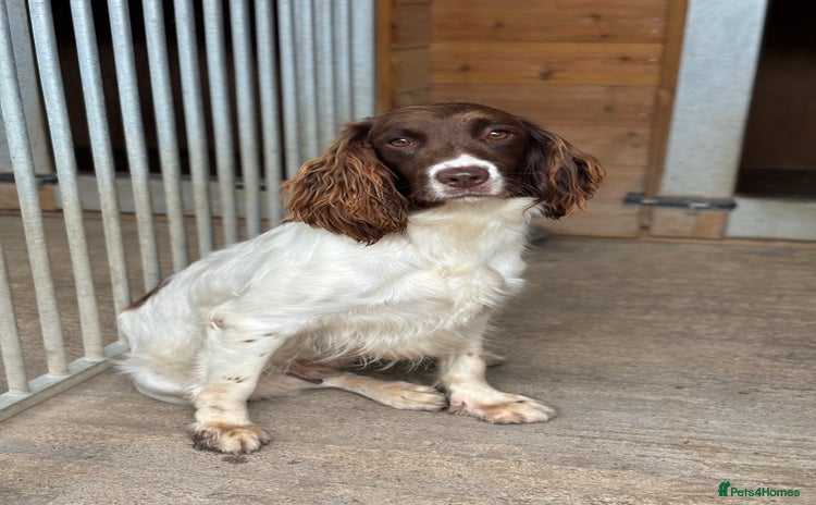 English Springer Spaniel dogs in High Wycombe - Advert 1