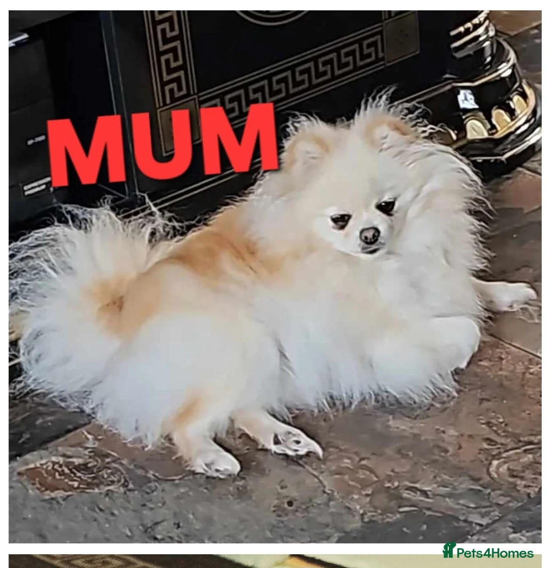 Pomeranian dogs for sale: Pomeranian Adult female Russian lines - Advert 4