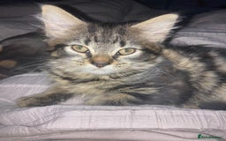 Mixed Breed cats for sale: 2 x 11 week old Female Kittens must go together!  - Image 24