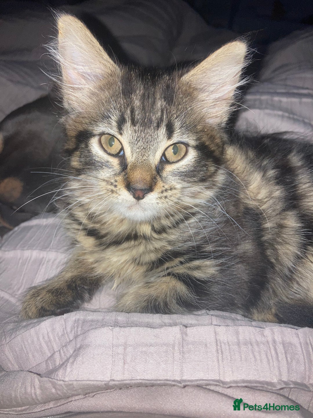 Mixed Breed cats for sale: 2 x 11 week old Female Kittens must go together!  - Image 24