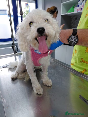 ROMINA - a Beautiful Bichon Girl for a Loving Home