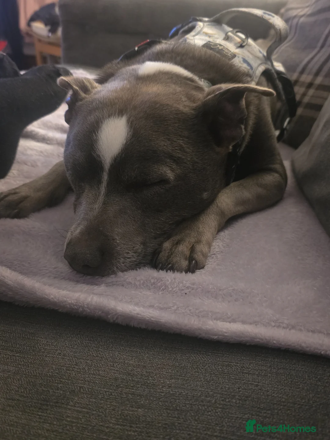 Mixed Breed dogs for sale: Lovely bonded older pair - Advert 2