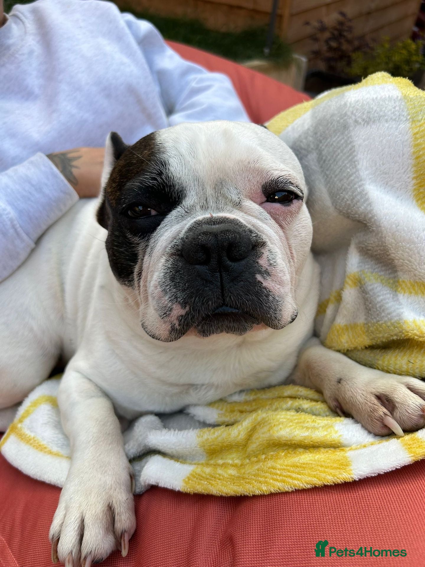 French Bulldog dogs French Bulldog - Rico - 9 Years Old - Advert 1