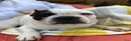 French Bulldog dogs for sale: French Bulldog - Rico - 9 Years Old - Advert 1