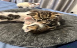 Domestic Shorthair cats for sale: New kittens available now - Image 3