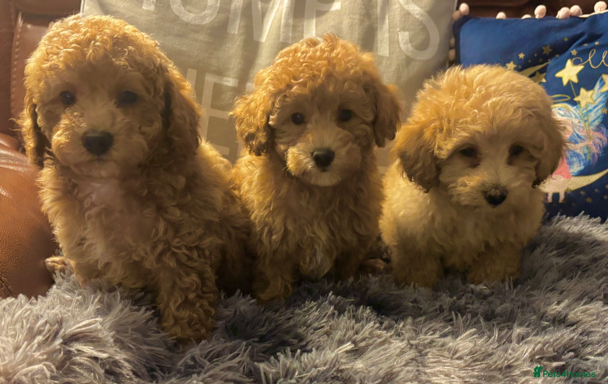Poochon dogs Toy poochons 1 male and 1 female ready Thursday  - Advert 1