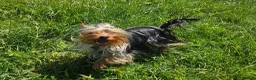 Yorkshire Terrier dogs for stud: Tiny Miniature Experienced Yorkshire Terrier Stud  - Advert 8