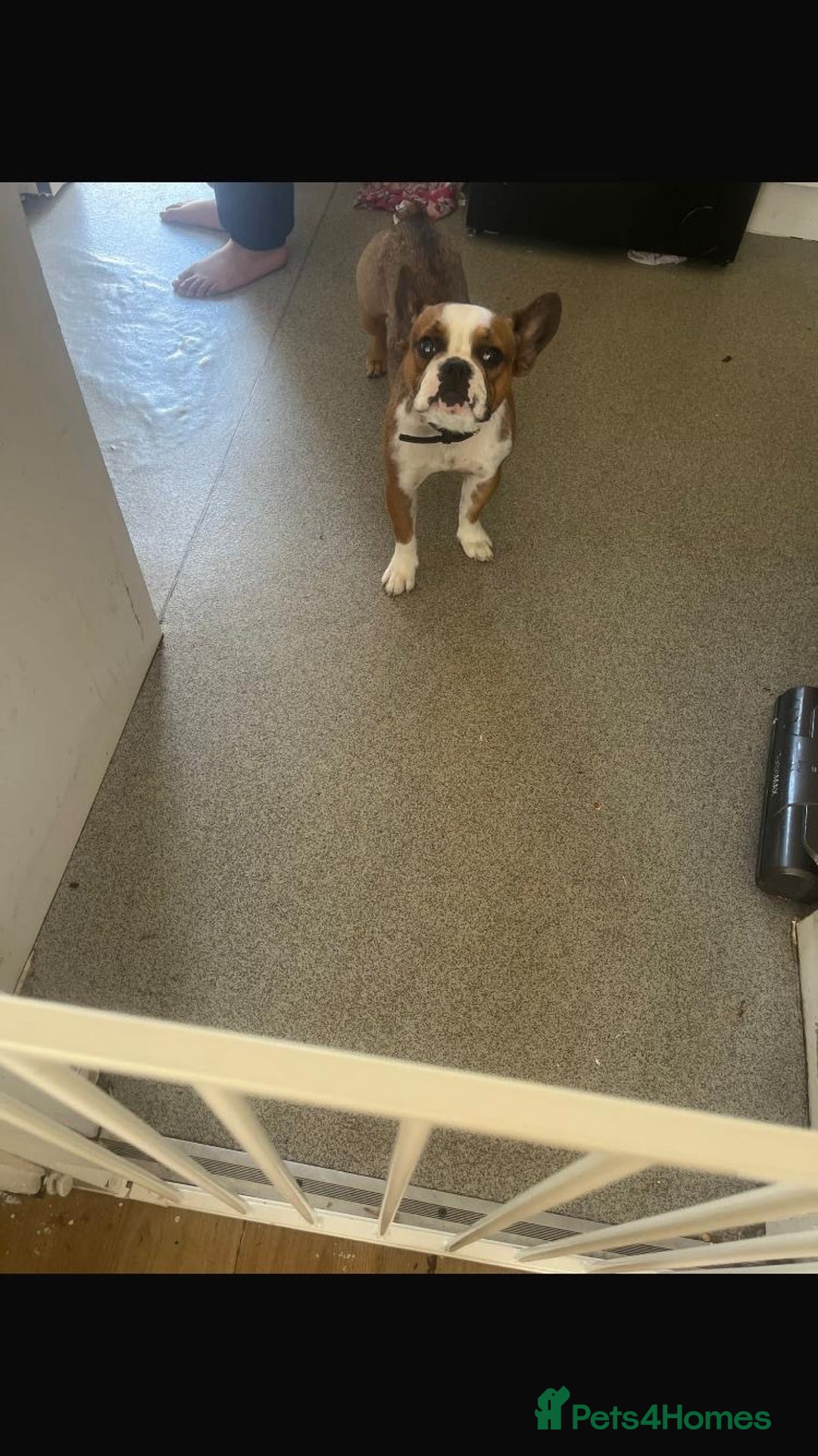 French Bulldog dogs for sale: Frenchie needs a new home as lonley - Image 2