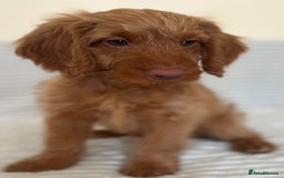 Cockapoo dogs for sale: Rare F1 apricot/ red fox DNA PRCD-PRA clear - Image 32