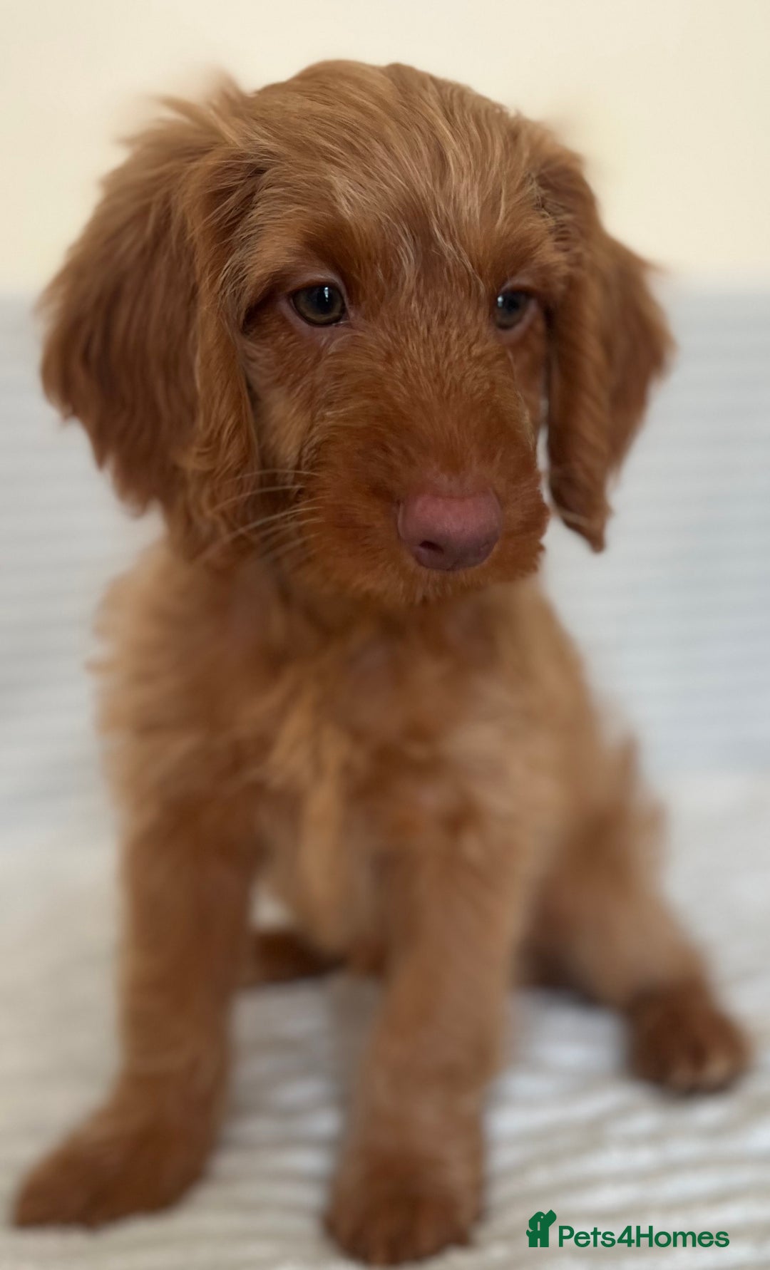 Cockapoo dogs for sale: Rare F1 apricot/ red fox DNA PRCD-PRA clear - Image 32
