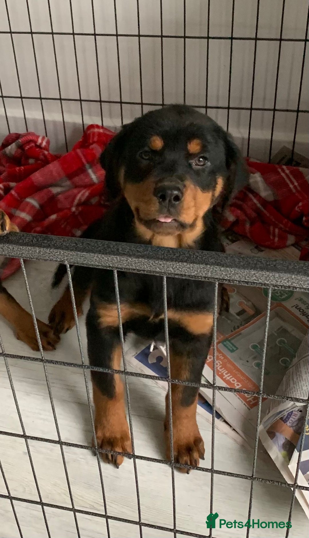 Rottweiler dogs for sale: Rottweiler Puppies - Advert 4