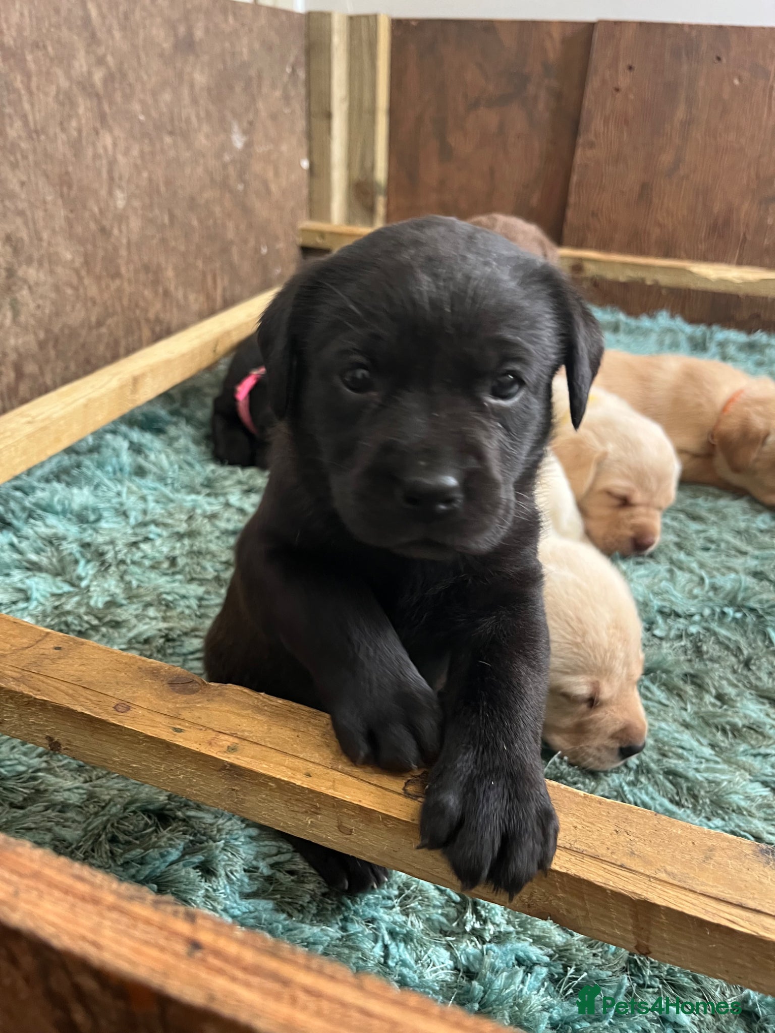 Labrador Retriever dogs for sale: Pedigree Labrador Pups  - Advert 10