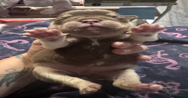 English Bulldog dogs - Advert 7